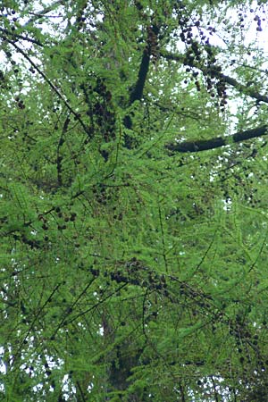 Larix kaempferi \ Japanische Lrche, D Warburg 26.4.2014