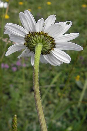 Leucanthemum adustum subsp. adustum \ Westliche Berg-Margerite, Berg-Wucherblume, D Immenstadt 21.6.2011