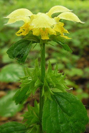 Lamium argentatum \ Silber-Goldnessel, D Neuburg an der Donau 6.5.2012