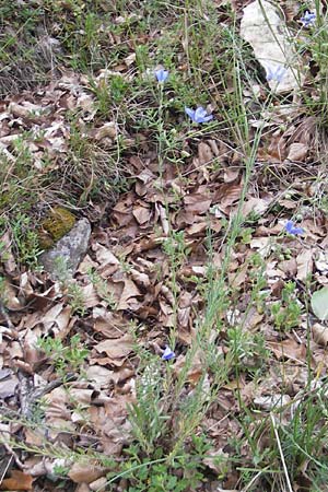 Linum leonii \ Lothringer Lein / French Flax, D Solnhofen 5.6.2012