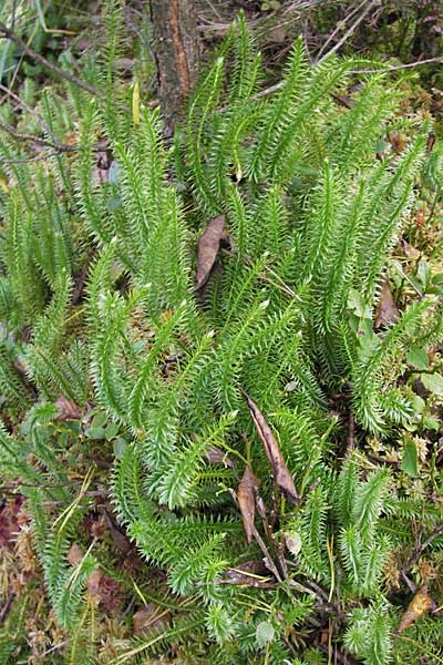 Lycopodium annotinum \ Wald-Brlapp / Interrupted Clubmoss, D Odenwald, Erbach 6.10.2012