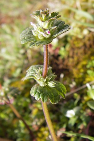 Lamium amplexicaule \ Stngelumfassende Taubnessel / Henbit Dead-Nettle, D Mannheim 13.4.2013