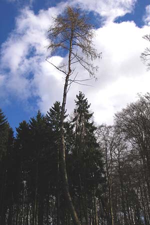 Larix decidua \ Europische Lrche / European Larch, D Odenwald, Löhrbach 23.2.2014