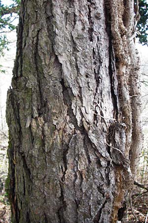 Larix decidua \ Europische Lrche, D Hemsbach 8.3.2014