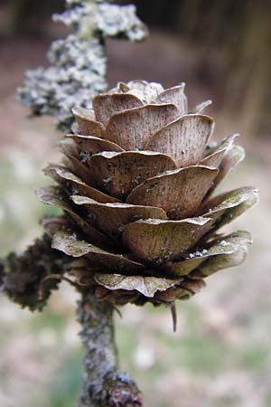 Larix kaempferi \ Japanische Lrche / Japanese Larch, D Warburg 28.3.2014