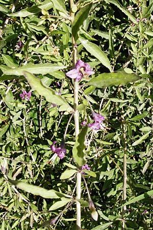 Lycium barbarum \ Gewhnlicher Bocksdorn / Duke of Argyll's Tea-Plant, D Gimbsheim 23.5.2014