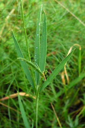 Lathyrus bauhini \ Schwert-Platterbse / Bauhin's Vetchling, D Hechingen 8.7.2014