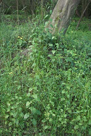 Lapsana communis subsp. communis \ Gemeiner Rainkohl, D Ketsch 6.6.2006