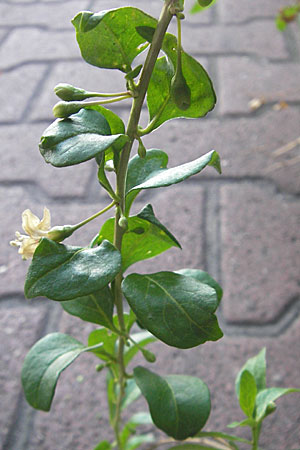 Lycium chinense \ Chinesischer Bocksdorn, D Mannheim 31.7.2009