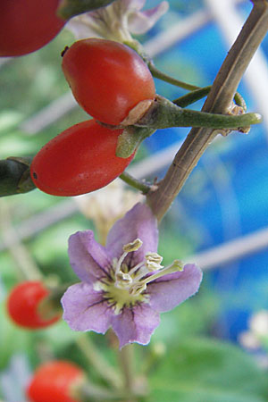 Lycium chinense \ Chinesischer Bocksdorn / China Tea-Plant, D Mannheim 31.7.2009