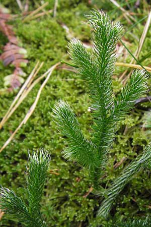 Lycopodium clavatum \ Keulen-Brlapp, D Odenwald, Erbach 6.10.2012