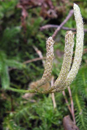 Lycopodium clavatum \ Keulen-Brlapp, D Odenwald, Erbach 6.10.2012