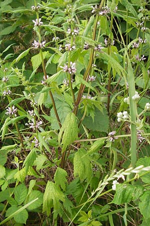 Leonurus cardiaca subsp. cardiaca \ Echtes Herzgespann, Gewhnlicher Lwenschwanz / Motherwort, D Mannheim 20.6.2013