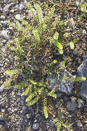 Lepidium densiflorum \ Dichtbltige Kresse, D Heidelberg 26.5.2011