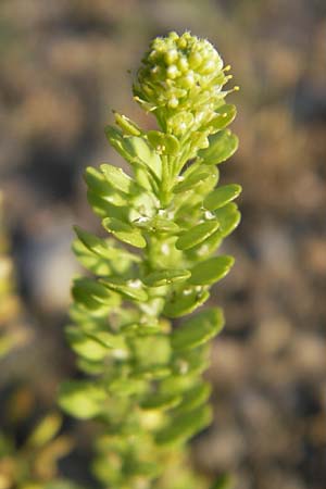 Lepidium densiflorum \ Dichtbltige Kresse, D Heidelberg 26.5.2011