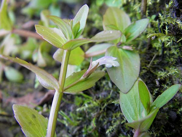 Lindernia dubia \ Amerikanisches Bchsenkraut, Groes Bchsenkraut / Yellowseed False Pimpernel, D Groß-Gerau 21.9.2011