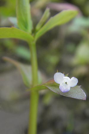 Lindernia dubia \ Amerikanisches Bchsenkraut, Groes Bchsenkraut / Yellowseed False Pimpernel, D Groß-Gerau 21.9.2011