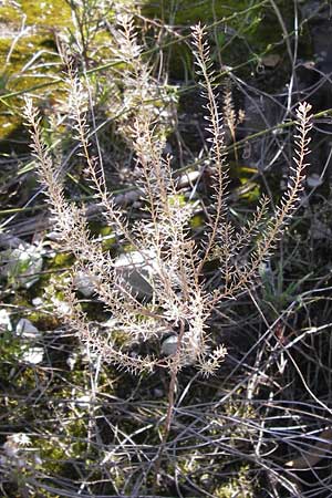 Lepidium densiflorum \ Dichtbltige Kresse, D Ludwigshafen 16.9.2012