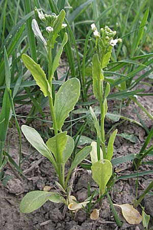 Thlaspi arvense \ Acker-Hellerkraut, Acker-Tschelkraut / Field Penny-Cress, D Odenwald, Nieder-Ramstadt 9.5.2006