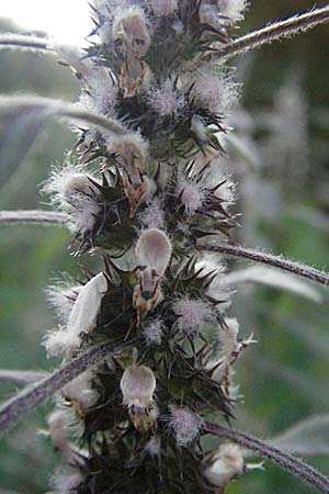 Leonurus cardiaca subsp. villosus \ Zottiges Echtes Herzgespann, Lwenschwanz / Motherwort, D Mörfelden-Walldorf 6.8.2007