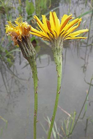 Scorzoneroides autumnalis \ Herbst-Schuppenlwenzahn, D Babenhausen 11.8.2007