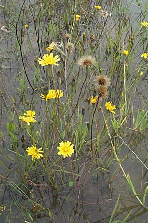 Scorzoneroides autumnalis \ Herbst-Schuppenlwenzahn, D Babenhausen 11.8.2007