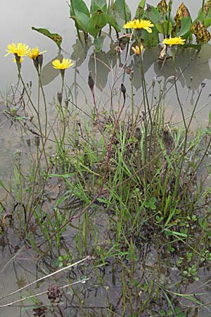 Scorzoneroides autumnalis \ Herbst-Schuppenlwenzahn / Autumn Hawkbit, Fall Dandelion, D Babenhausen 11.8.2007