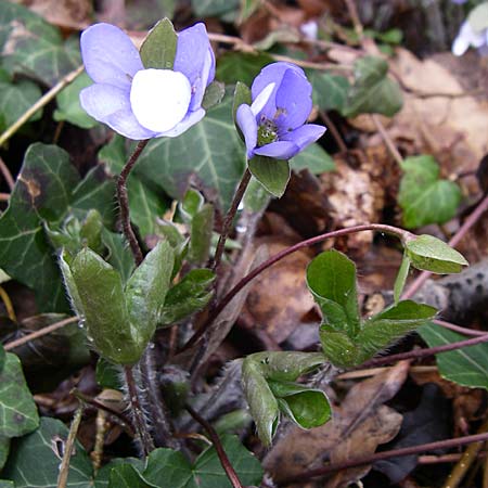 Hepatica nobilis / Liverleaf, D Ingelheim 5.4.2008