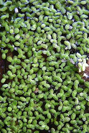 Lemna minuta \ Zierliche Wasserlinse / Least Duckweed, D Dettenheim-Russheim 28.8.2008