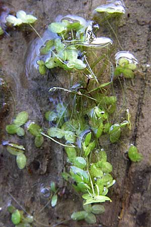 Lemna minuta \ Zierliche Wasserlinse, D Dettenheim-Russheim 28.8.2008