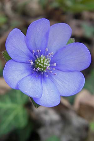 Hepatica nobilis \ Leberblmchen / Liverleaf, D Ingelheim 13.4.2009