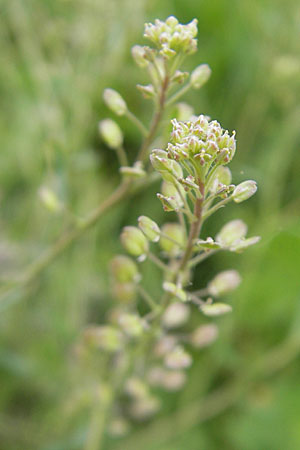 Lepidium ruderale \ Schutt-Kresse, D Mannheim 3.5.2009