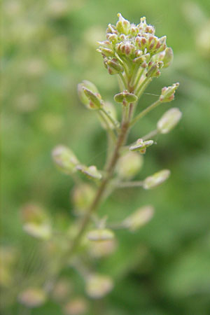 Lepidium ruderale \ Schutt-Kresse, D Mannheim 3.5.2009