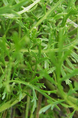 Lepidium ruderale \ Schutt-Kresse / Narrow-Leaved Pepperweed, Roadside Pepperweed, D Mannheim 3.5.2009