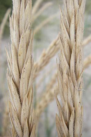 Leymus arenarius \ Strand-Roggen / Sea Lyme Grass, D Fehmarn 3.8.2009