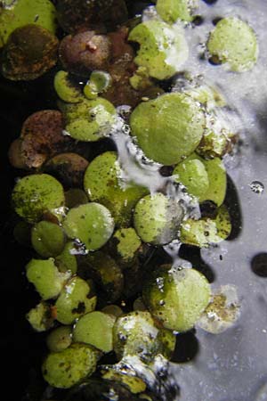 Lemna gibba \ Bucklige Wasserlinse / Gibbous Duckweed, D Groß-Gerau 21.10.2009