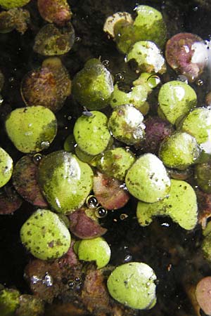 Lemna gibba \ Bucklige Wasserlinse / Gibbous Duckweed, D Groß-Gerau 21.10.2009