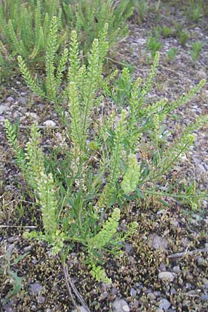 Lepidium densiflorum \ Dichtbltige Kresse, D Heidelberg 21.6.2010