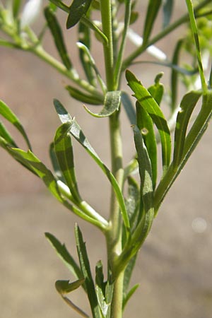 Lepidium densiflorum \ Dichtbltige Kresse, D Heidelberg 21.6.2010