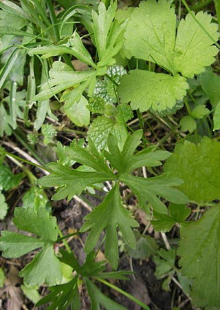 Ranunculus leptomeris \ Feinzipfeliger Gold-Hahnenfu / Fine-Lapped Goldilocks, D Mainhardt 16.4.2011