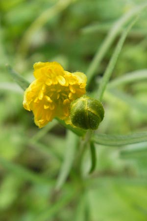 Ranunculus leptomeris \ Feinzipfeliger Gold-Hahnenfu / Fine-Lapped Goldilocks, D Mainhardt 16.4.2011