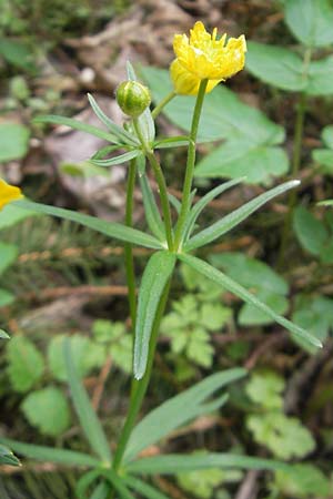 Ranunculus leptomeris \ Feinzipfeliger Gold-Hahnenfu / Fine-Lapped Goldilocks, D Mainhardt 16.4.2011