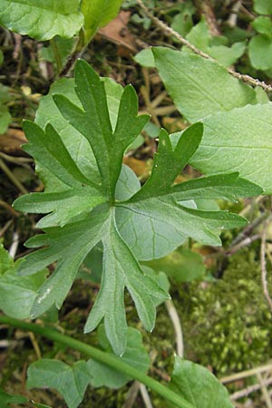 Ranunculus leptomeris \ Feinzipfeliger Gold-Hahnenfu / Fine-Lapped Goldilocks, D Mainhardt 16.4.2011