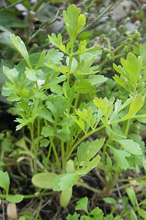 Lepidium sativum \ Garten-Kresse, D Mannheim 5.5.2011