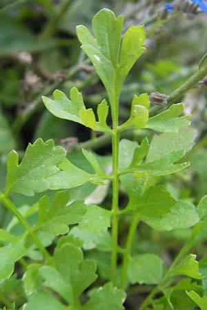 Lepidium sativum / Garden Cress, D Mannheim 5.5.2011