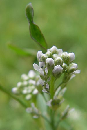 Lepidium sativum \ Garten-Kresse, D Mannheim 20.5.2011