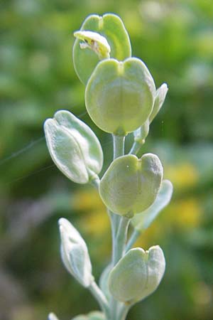 Lepidium sativum \ Garten-Kresse / Garden Cress, D Mannheim 29.5.2011