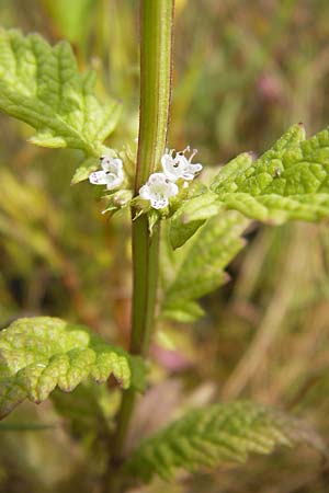 Lycopus europaeus \ Ufer-Wolfstrapp / Gipsywort, D Kehl 28.7.2012