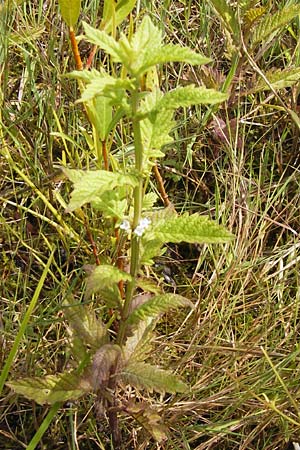 Lycopus europaeus \ Ufer-Wolfstrapp / Gipsywort, D Kehl 28.7.2012