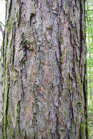 Larix x eurolepis \ Hybrid-Lrche / Hybrid Larch, Dunkeld Larch, D Mannheim 8.4.2014